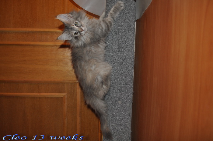 Cleo