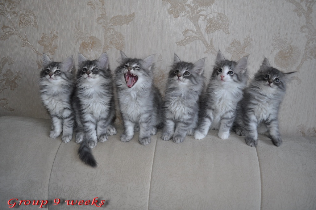 Group