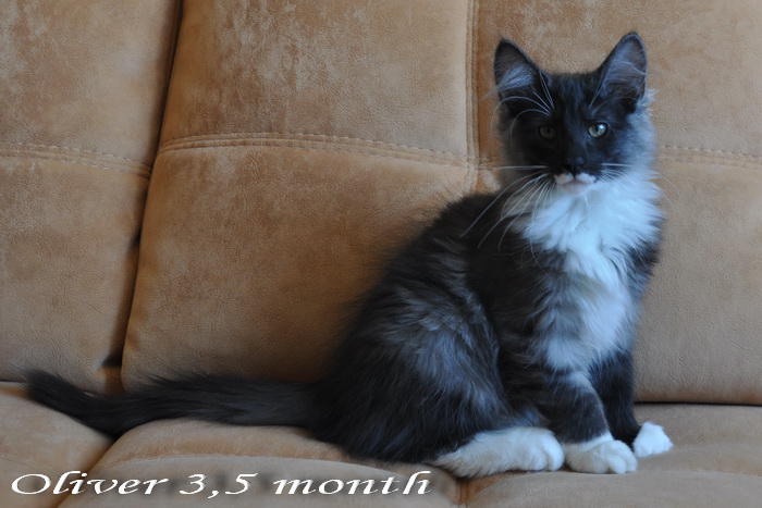 Oliver