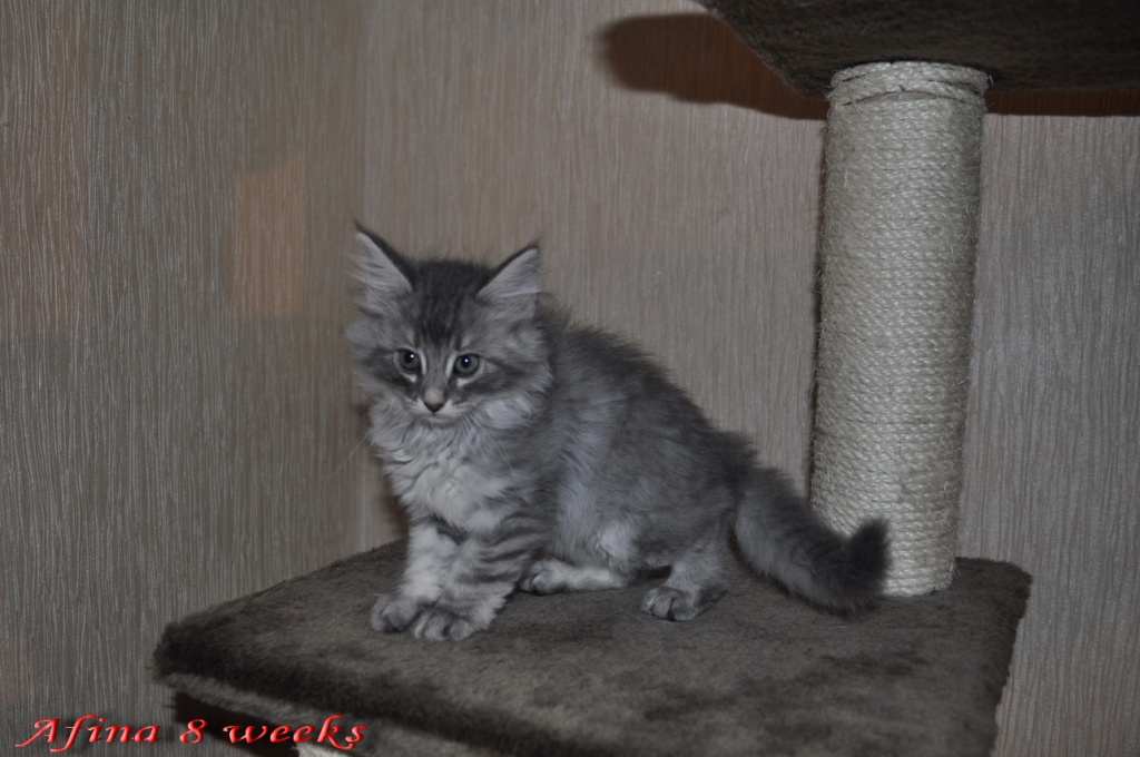 Afina