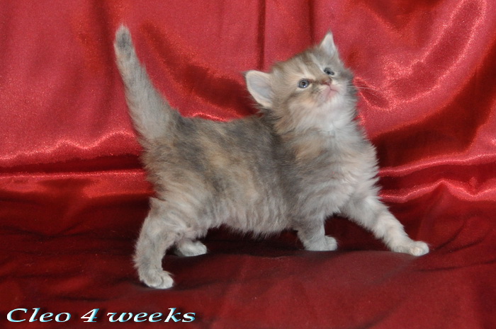 Cleo