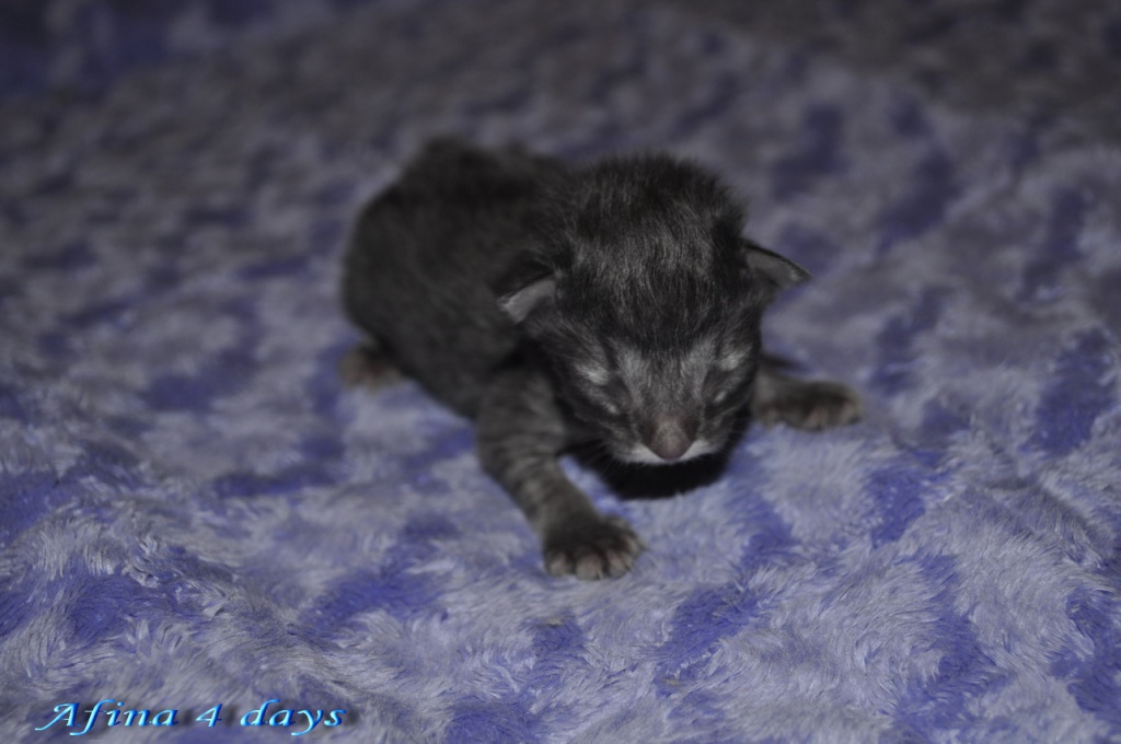 Afina