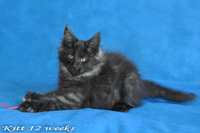 Kitt
