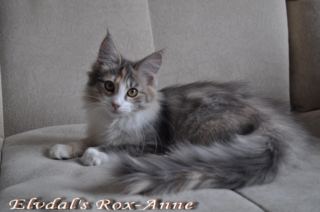 Rox-Anne