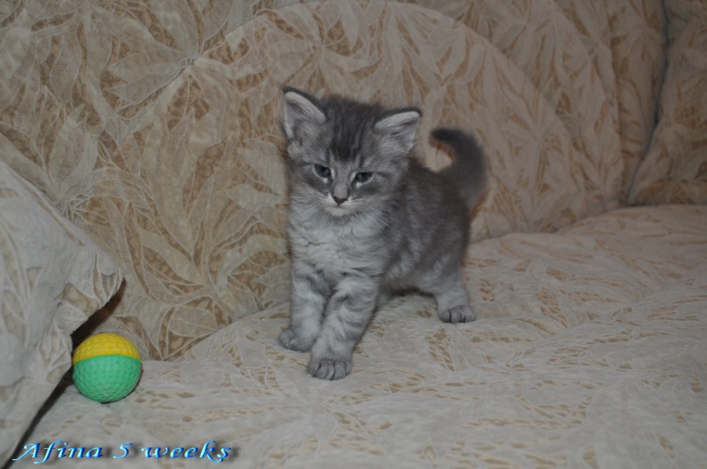 Afina