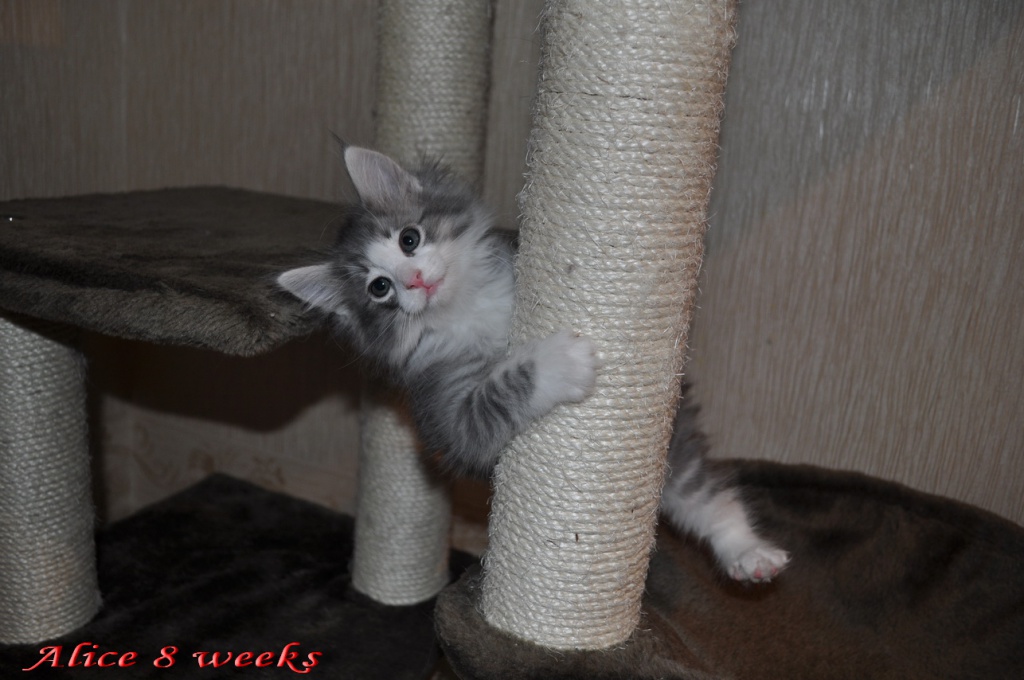 Alice