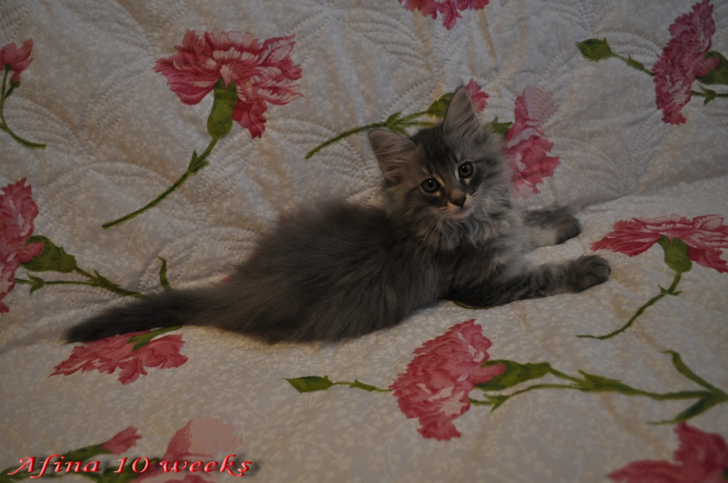 Afina