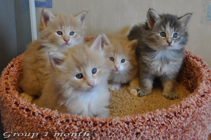 Group