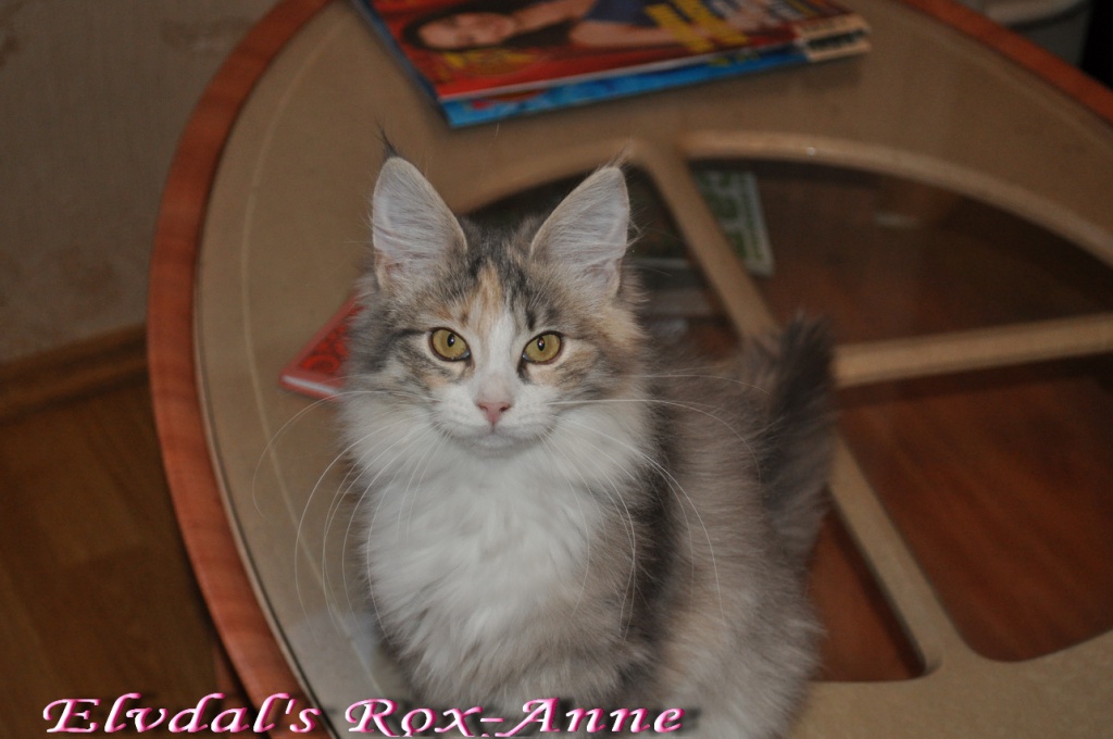 Rox-Anne